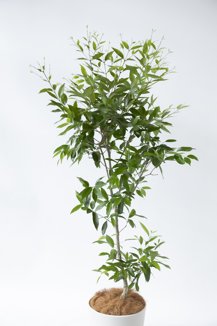 観葉植物 アマゾンオリーブ 一点もの（10号鉢）の写真4枚目