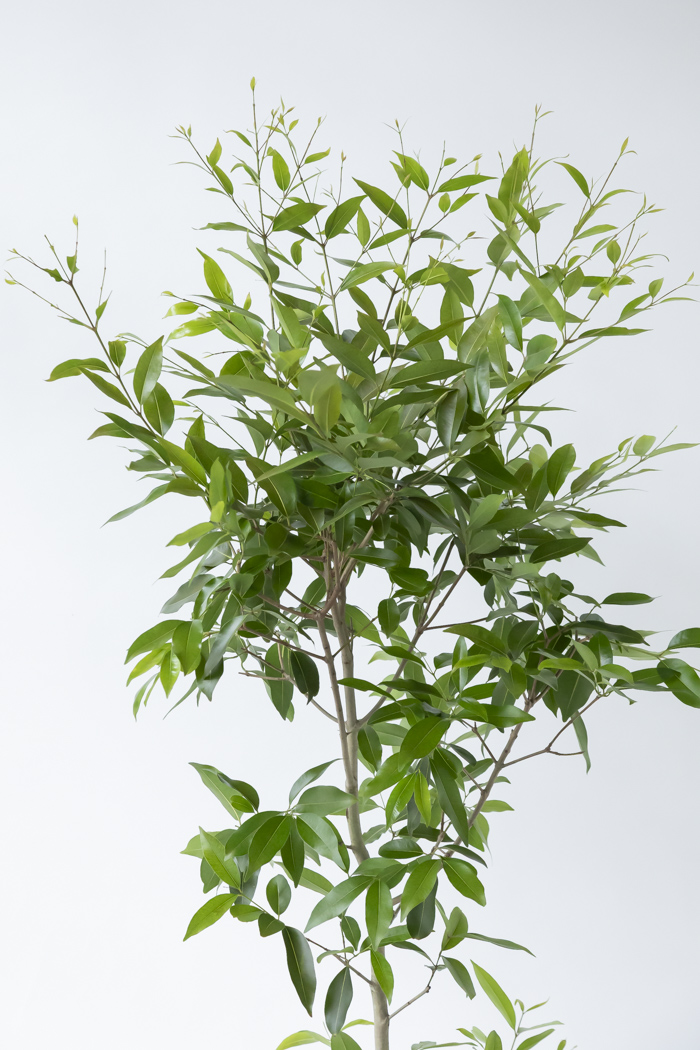 観葉植物 アマゾンオリーブ 一点もの（10号鉢）の写真5枚目