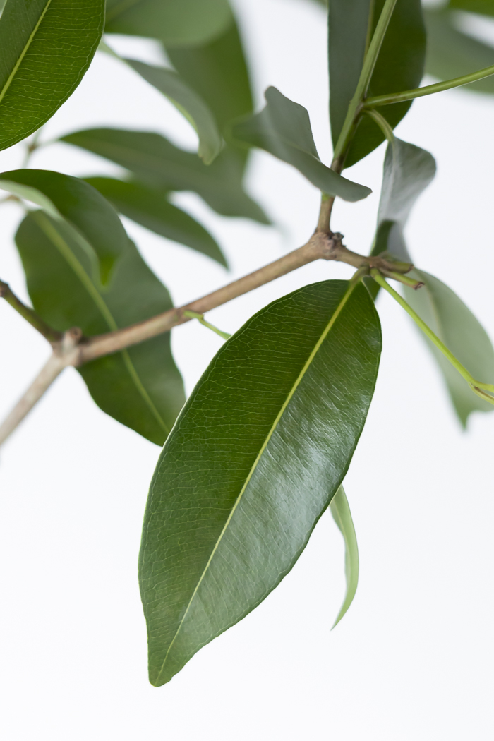 観葉植物 アマゾンオリーブ 一点もの（10号鉢）の写真6枚目