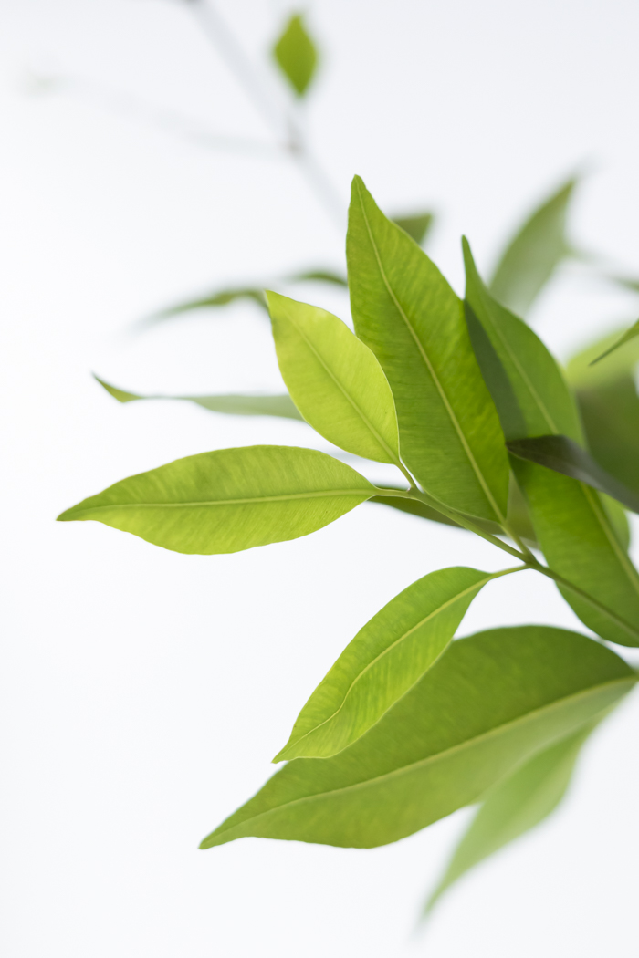 観葉植物 アマゾンオリーブ 一点もの（10号鉢）の写真7枚目