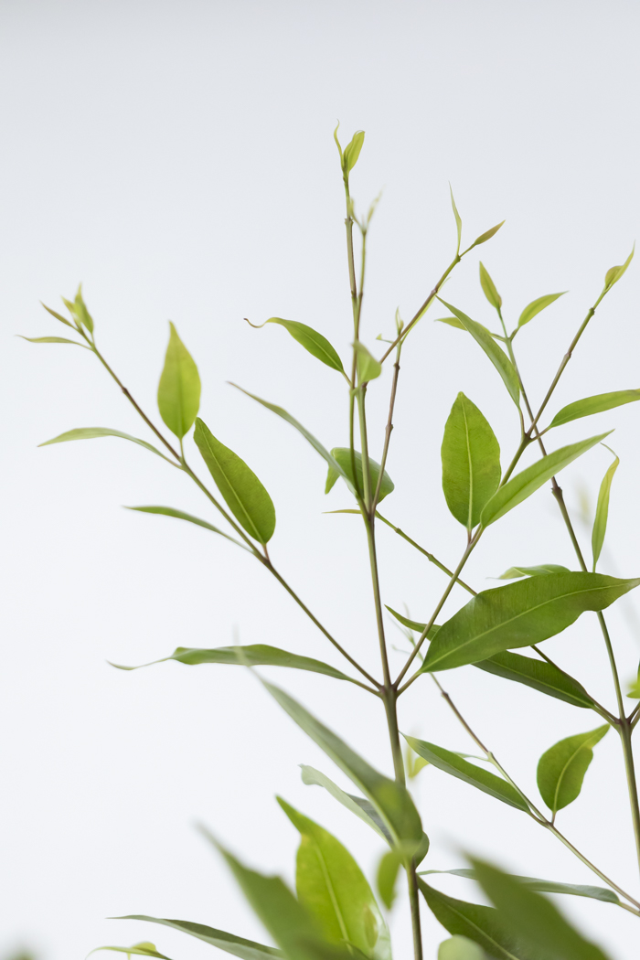 観葉植物 アマゾンオリーブ 一点もの（10号鉢）の写真8枚目