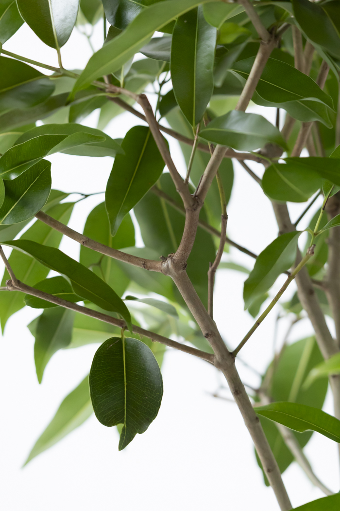 観葉植物 アマゾンオリーブ 一点もの（10号鉢）の写真9枚目