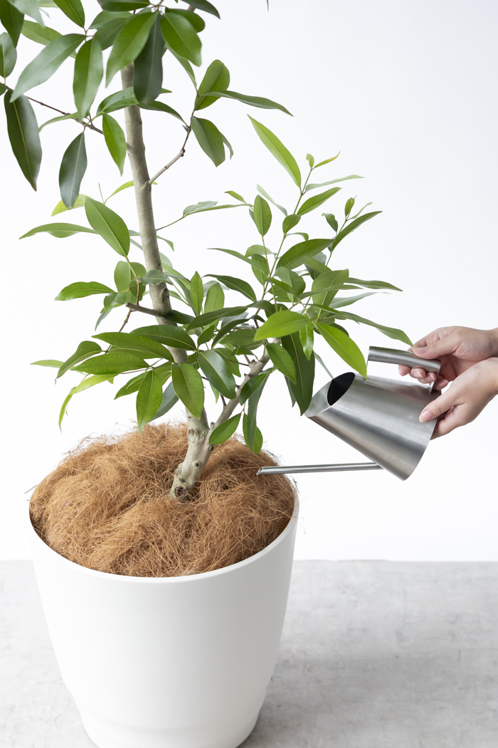 観葉植物 アマゾンオリーブ 一点もの（10号鉢）の写真11枚目