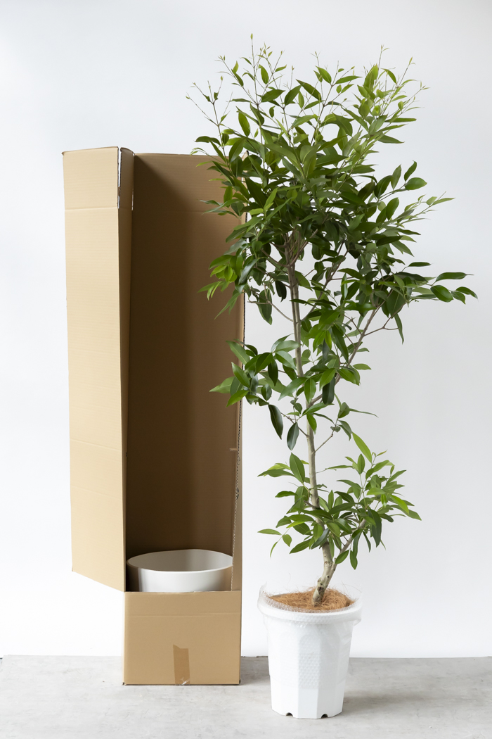 観葉植物 アマゾンオリーブ 一点もの（10号鉢）の写真13枚目