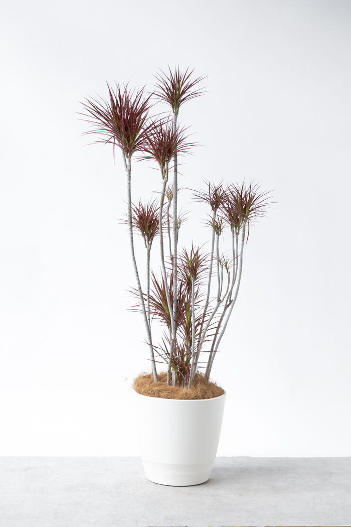 大型の観葉植物 XLサイズ（10号鉢）150cm～｜HanaPrime（ハナ