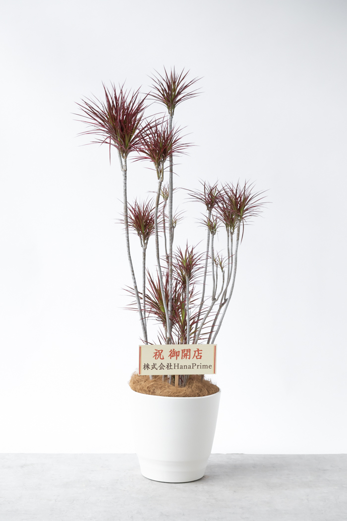 大型の観葉植物 XLサイズ（10号鉢）150cm～｜HanaPrime（ハナ