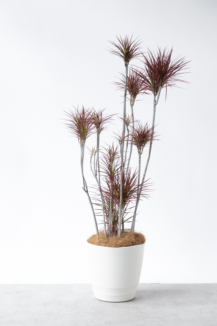 観葉植物 ドラセナ コンシンネ スカーレットアイビス 一点もの（10号鉢）の写真3枚目