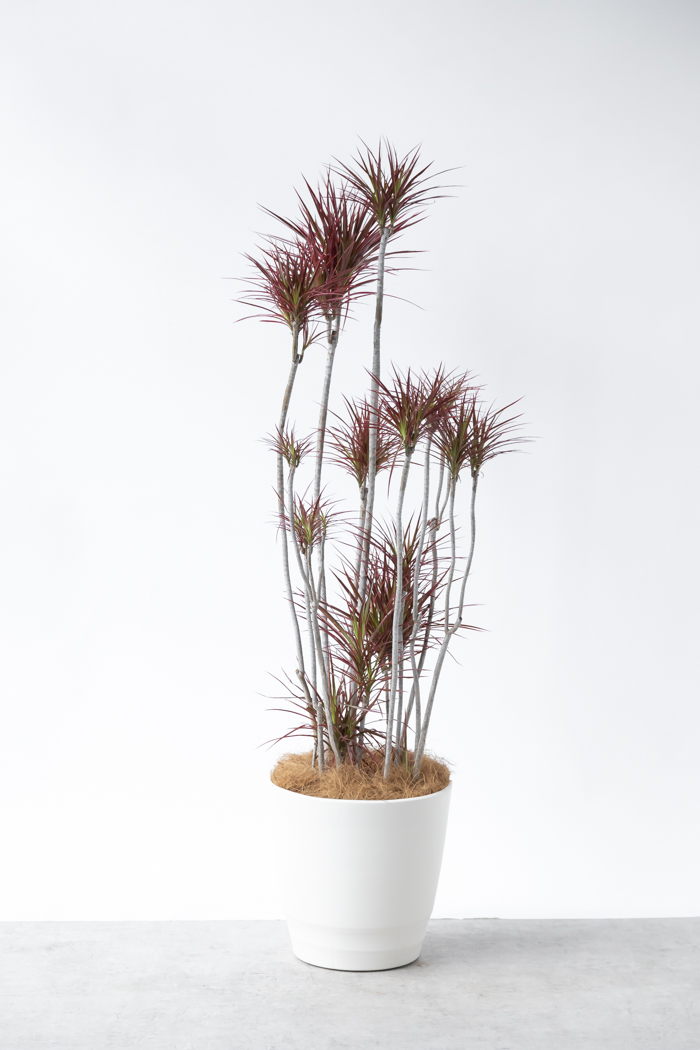 観葉植物 ドラセナ コンシンネ スカーレットアイビス 一点もの（10号鉢）の写真4枚目