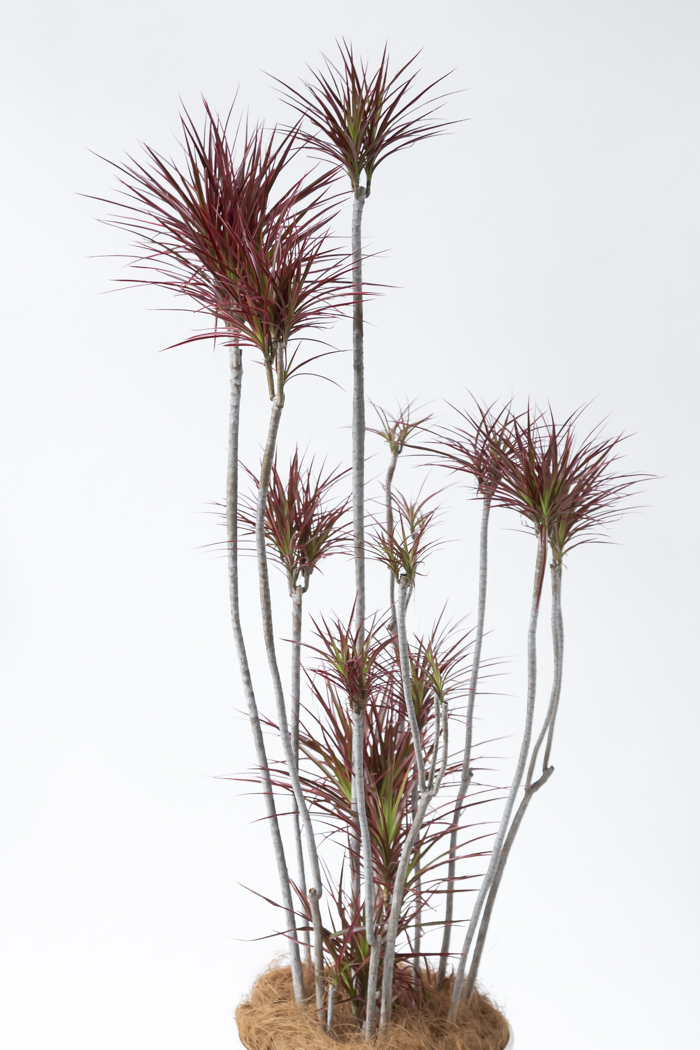 観葉植物 ドラセナ コンシンネ スカーレットアイビス 一点もの（10号鉢）の写真5枚目