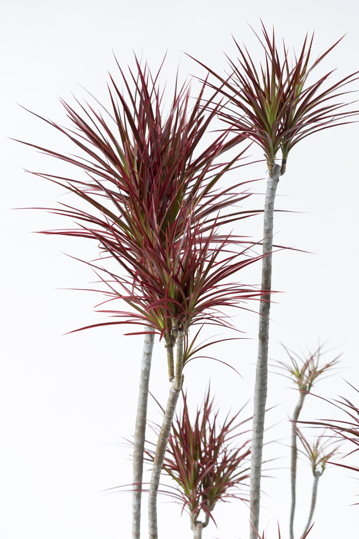 観葉植物 ドラセナ コンシンネ スカーレットアイビス 一点もの（10号鉢）の写真6枚目