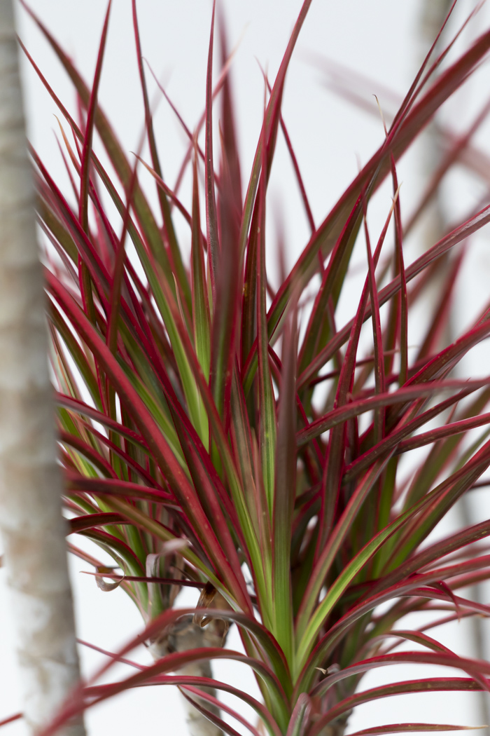 観葉植物 ドラセナ コンシンネ スカーレットアイビス 一点もの（10号鉢）の写真7枚目