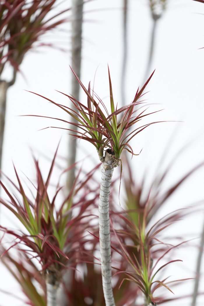 観葉植物 ドラセナ コンシンネ スカーレットアイビス 一点もの（10号鉢）の写真8枚目