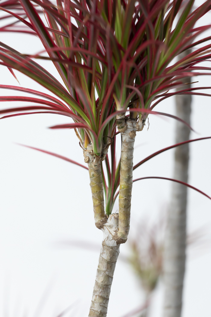 観葉植物 ドラセナ コンシンネ スカーレットアイビス 一点もの（10号鉢）の写真9枚目