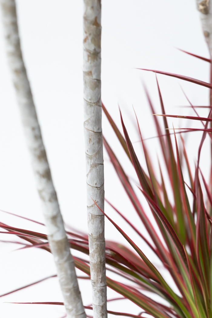 観葉植物 ドラセナ コンシンネ スカーレットアイビス 一点もの（10号鉢）の写真10枚目