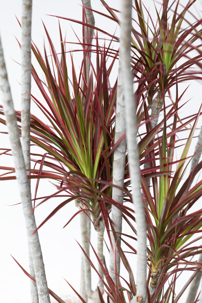 観葉植物 ドラセナ コンシンネ スカーレットアイビス 一点もの（10号鉢）の写真11枚目