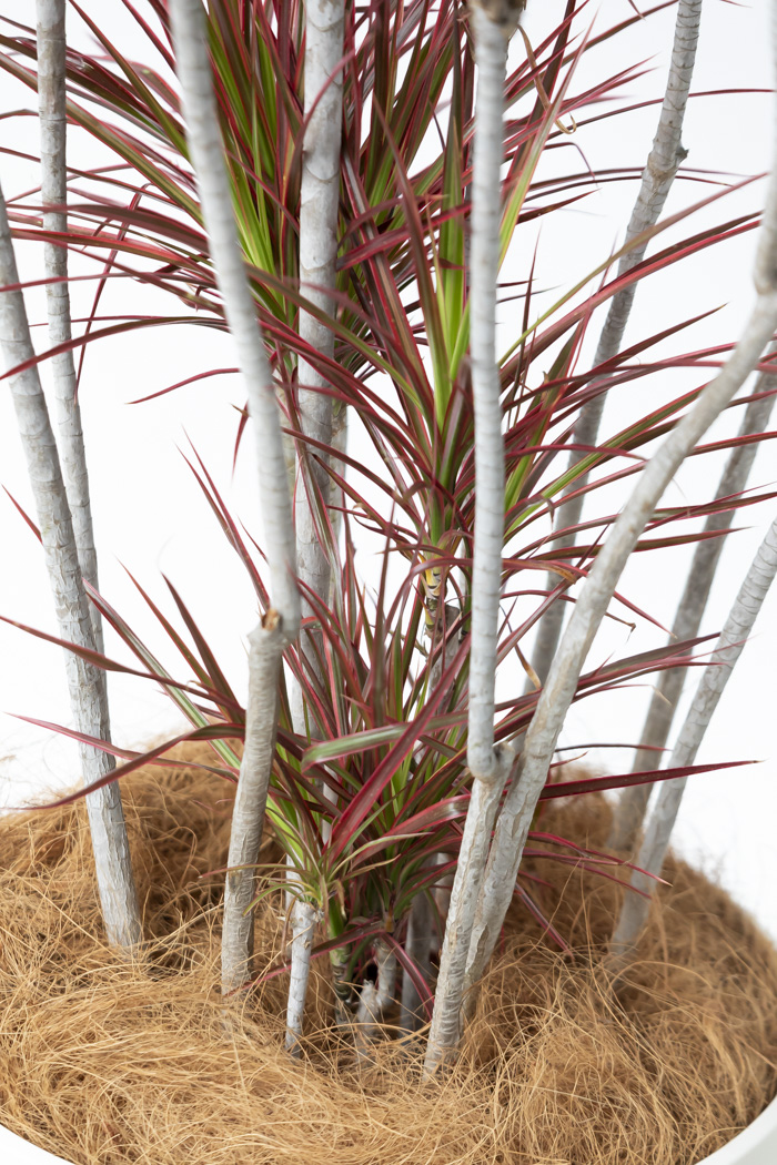 観葉植物 ドラセナ コンシンネ スカーレットアイビス 一点もの（10号鉢）の写真12枚目