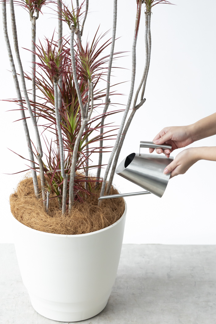 観葉植物 ドラセナ コンシンネ スカーレットアイビス 一点もの（10号鉢）の写真13枚目