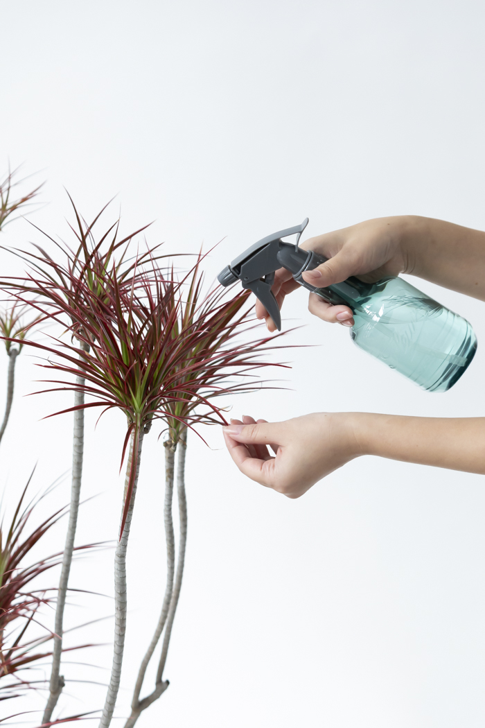 観葉植物 ドラセナ コンシンネ スカーレットアイビス 一点もの（10号鉢）の写真14枚目