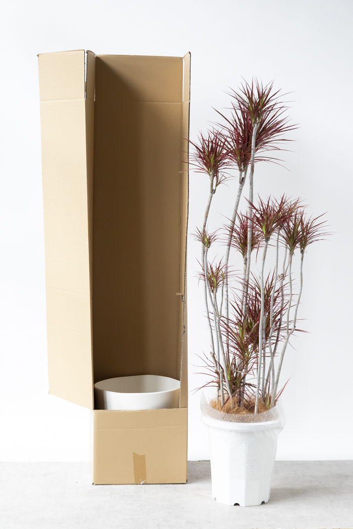 観葉植物 ドラセナ コンシンネ スカーレットアイビス 一点もの（10号鉢）の写真15枚目