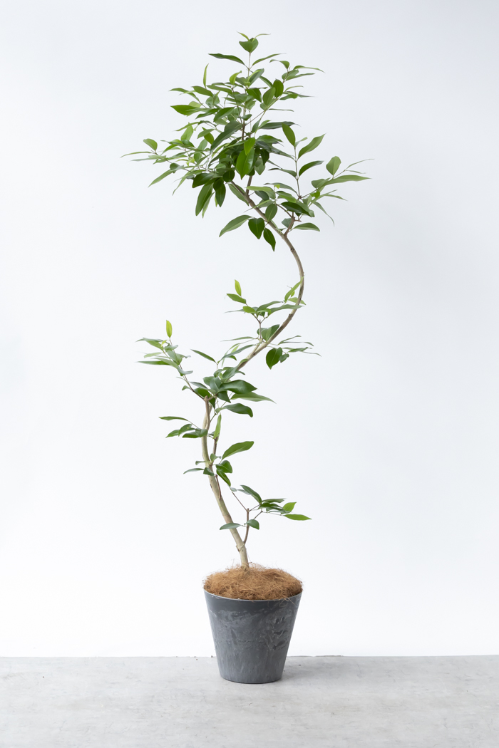 アマゾンオリーブ　曲げ仕立て　オシャレなロング鉢植え アマゾンオリーブ 曲げ仕立て オシャレなロング鉢植え