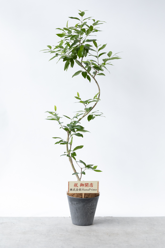 観葉植物 アマゾンオリーブ曲がり（8号鉢）の写真2枚目