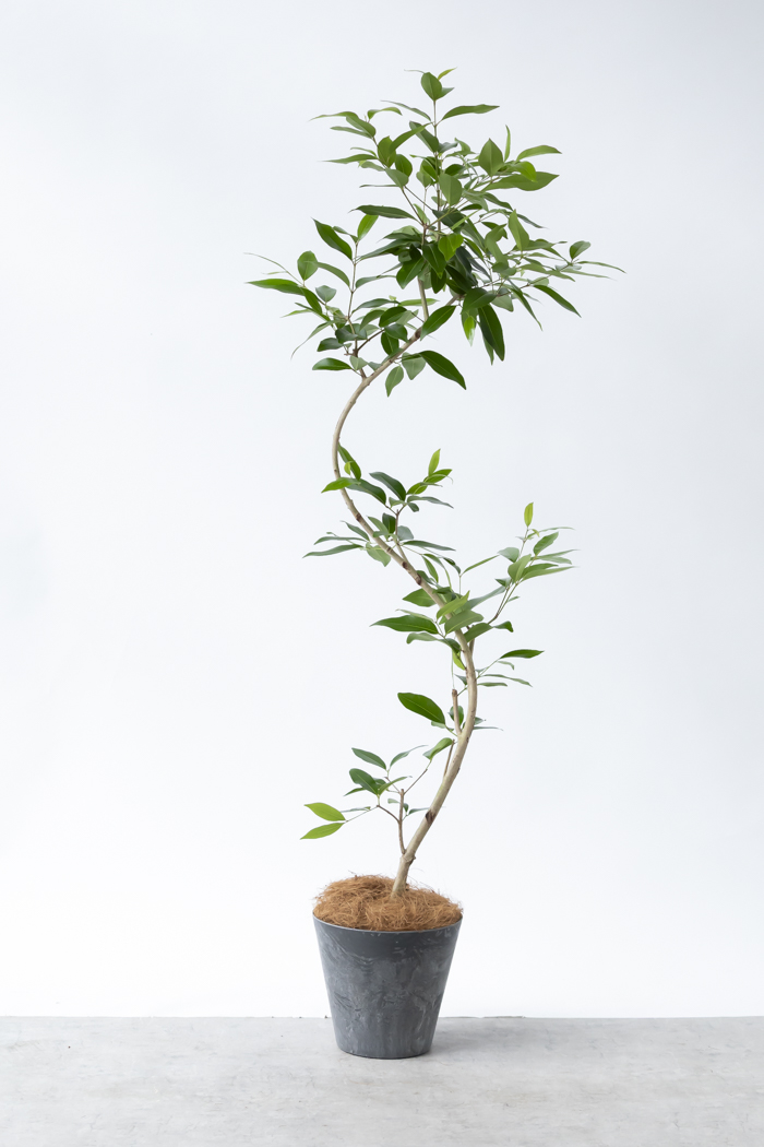 観葉植物 アマゾンオリーブ曲がり（8号鉢）の写真3枚目