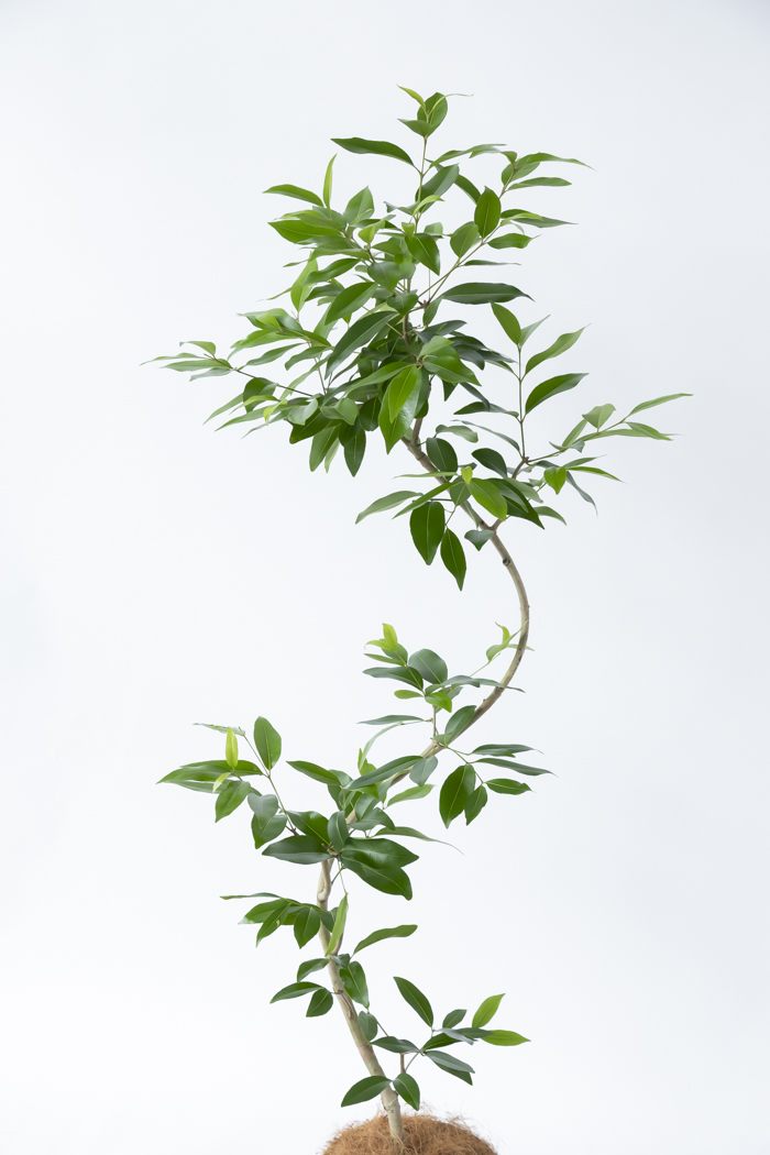 観葉植物 アマゾンオリーブ曲がり（8号鉢）の写真4枚目