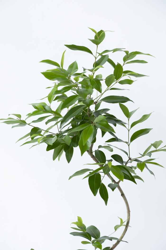 観葉植物 アマゾンオリーブ曲がり（8号鉢）の写真5枚目