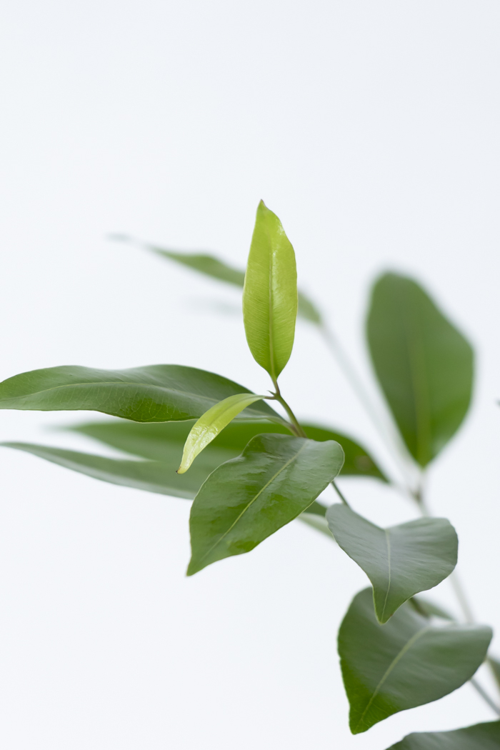 観葉植物 アマゾンオリーブ曲がり（8号鉢）の写真6枚目