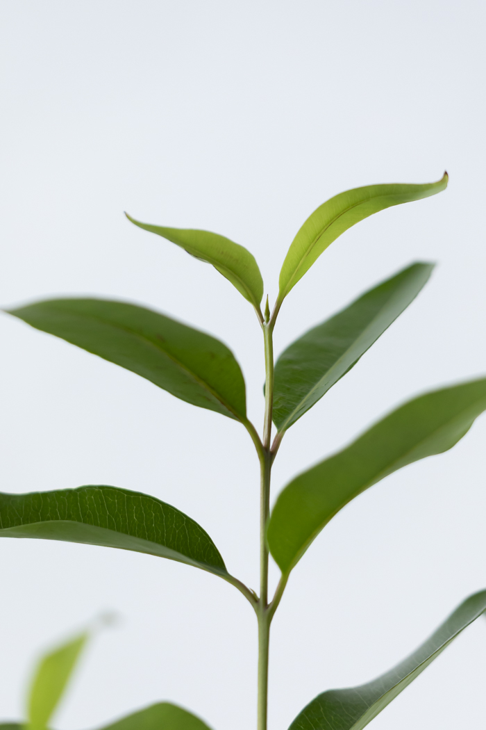 観葉植物 アマゾンオリーブ曲がり（8号鉢）の写真7枚目