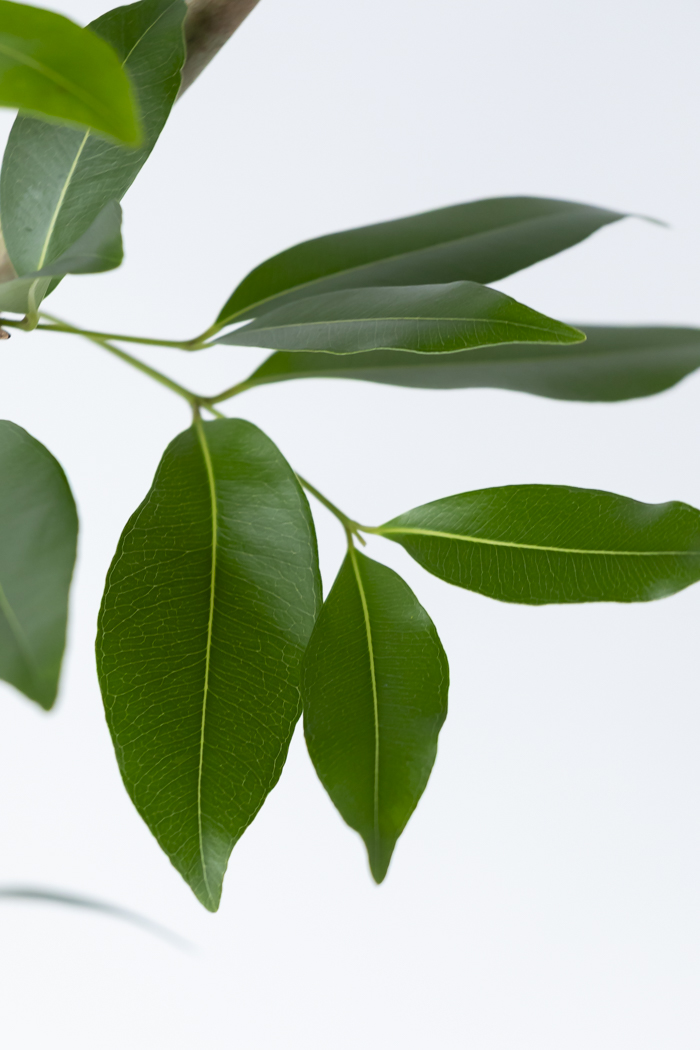 観葉植物 アマゾンオリーブ曲がり（8号鉢）の写真8枚目