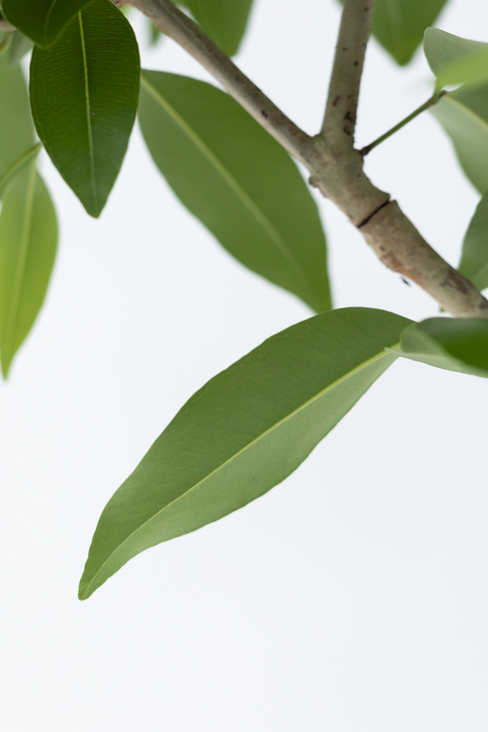 観葉植物 アマゾンオリーブ曲がり（8号鉢）の写真9枚目