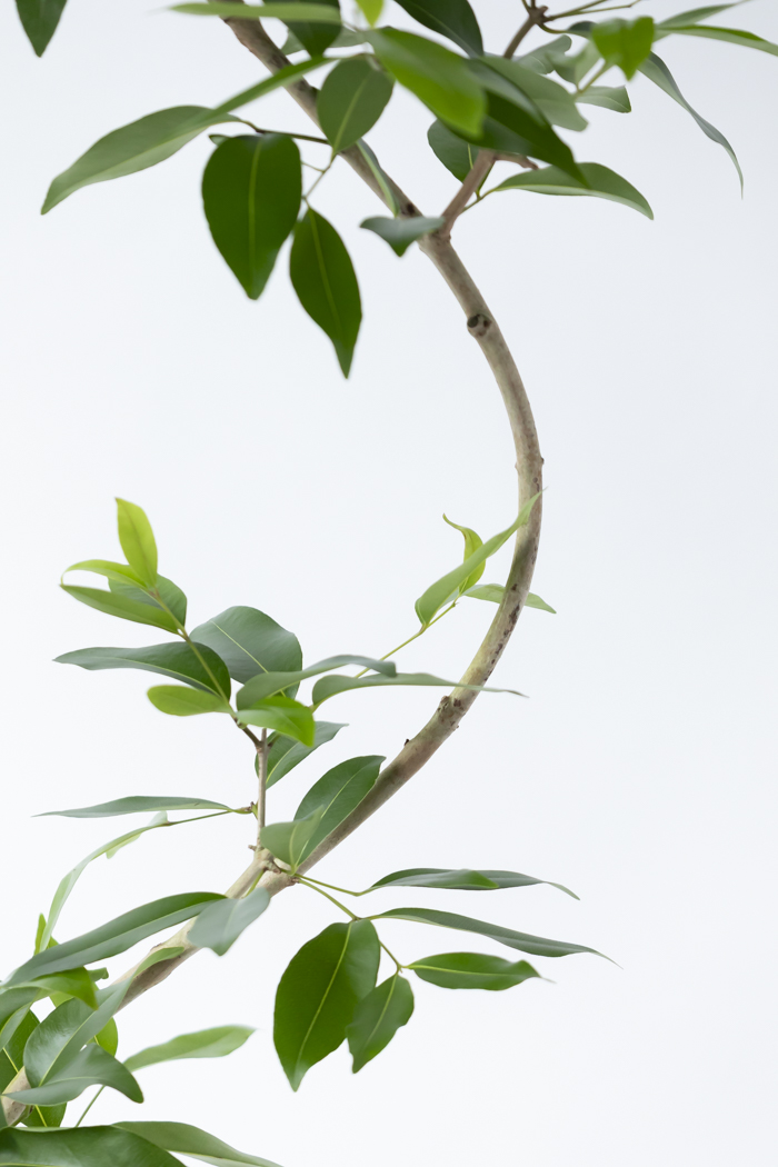 観葉植物 アマゾンオリーブ曲がり（8号鉢）の写真10枚目