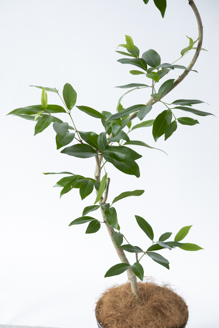 観葉植物 アマゾンオリーブ曲がり（8号鉢）｜HanaPrime（ハナプライム）