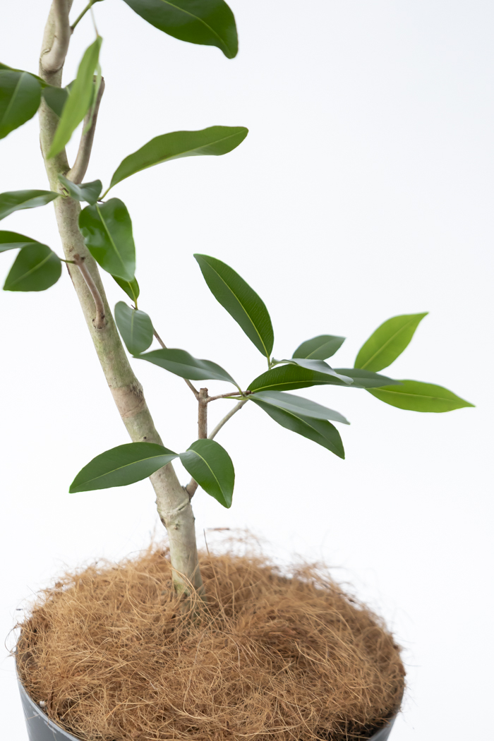 観葉植物 アマゾンオリーブ曲がり（8号鉢）｜HanaPrime（ハナプライム）