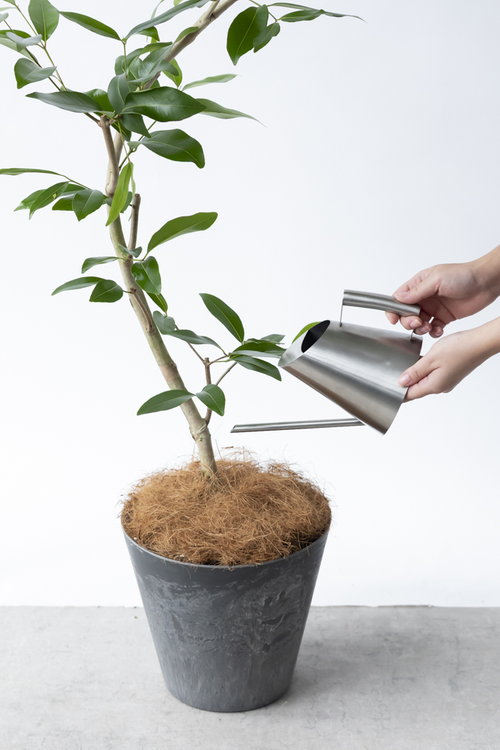 観葉植物 アマゾンオリーブ曲がり（8号鉢）｜HanaPrime（ハナプライム）