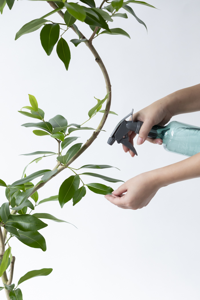 観葉植物 アマゾンオリーブ曲がり（8号鉢）の写真14枚目