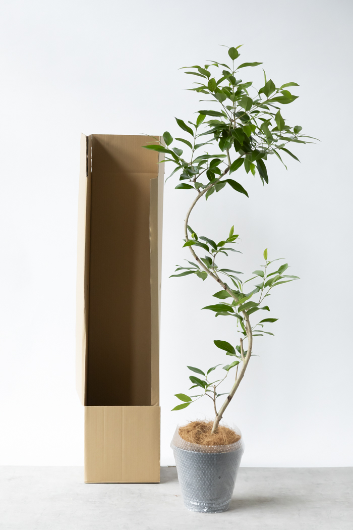 アマゾンオリーブ 曲げ仕立て オシャレなロング鉢植え アマゾン