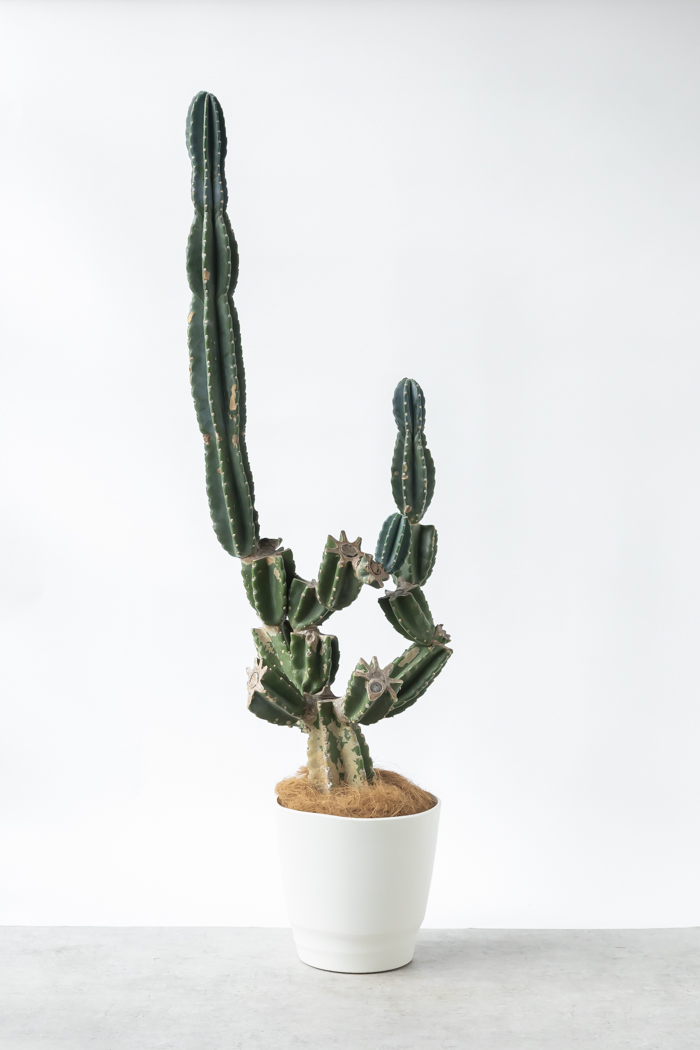 観葉植物 柱サボテン ブランチ 一点もの（A）（10号鉢）の写真1枚目