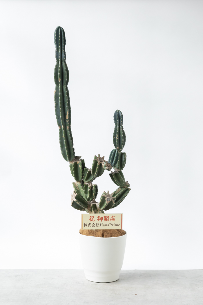 観葉植物 柱サボテン ブランチ 一点もの（A）（10号鉢）｜HanaPrime