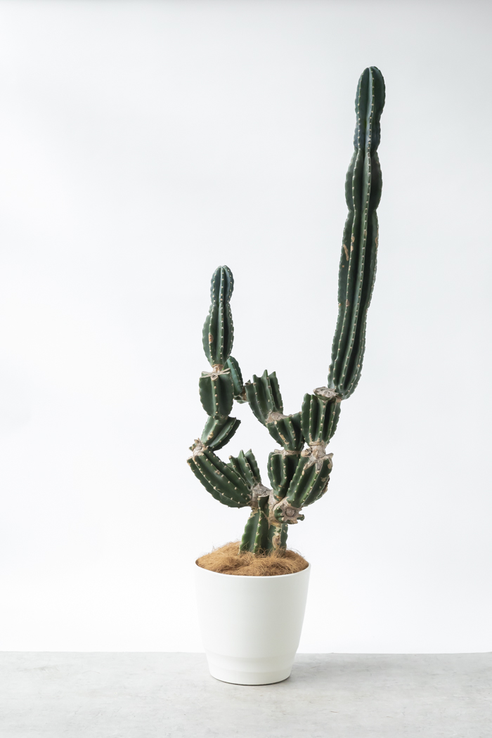 観葉植物 柱サボテン ブランチ 一点もの（A）（10号鉢）の写真3枚目