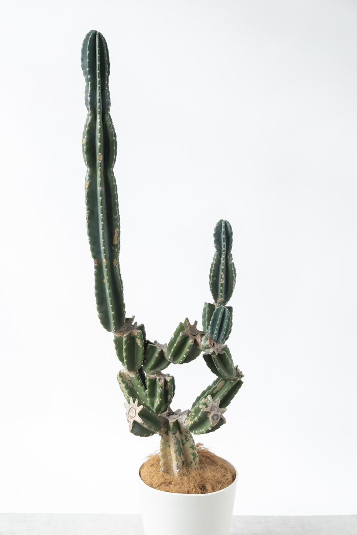 柱サボテン ブランチ 木質化 観葉植物 柱サボテン ブランチ 一点もの（A）（10号鉢）｜HanaPrime