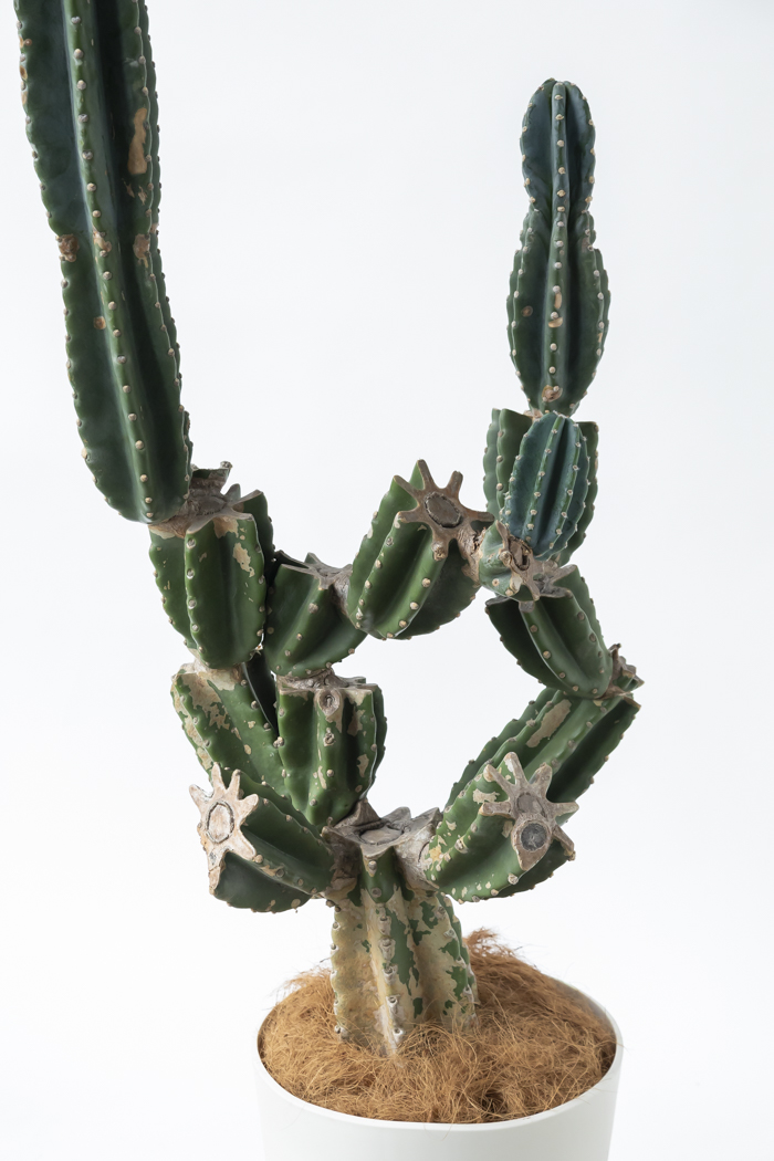 観葉植物 柱サボテン ブランチ 一点もの（A）（10号鉢）の写真5枚目
