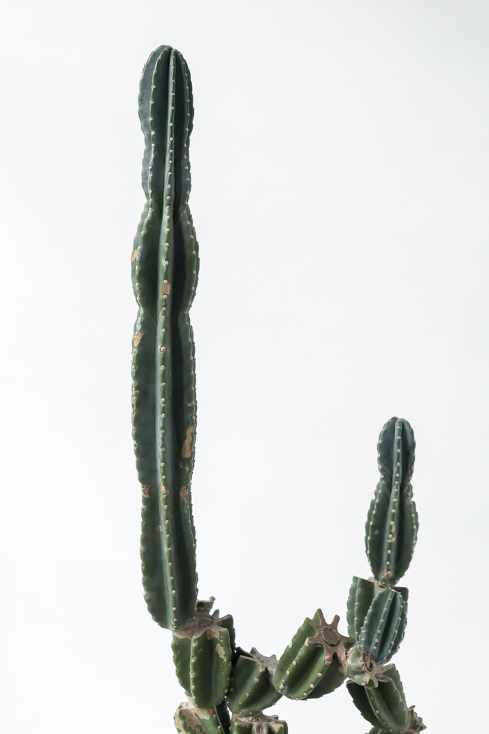 観葉植物 柱サボテン ブランチ 一点もの（A）（10号鉢）｜HanaPrime