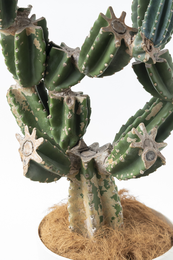 観葉植物 柱サボテン ブランチ 一点もの（A）（10号鉢）｜HanaPrime