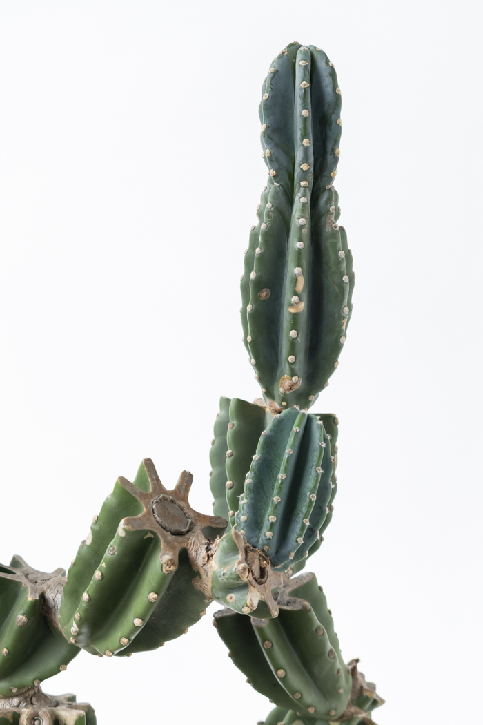 観葉植物 柱サボテン ブランチ 一点もの（A）（10号鉢）の写真8枚目