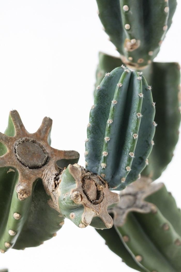 観葉植物 柱サボテン ブランチ 一点もの（A）（10号鉢）の写真9枚目