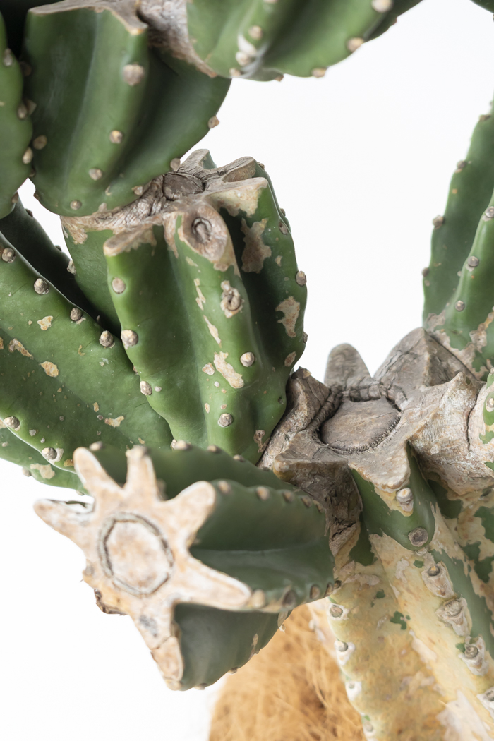 観葉植物 柱サボテン ブランチ 一点もの（A）（10号鉢）の写真10枚目