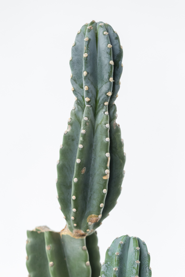 観葉植物 柱サボテン ブランチ 一点もの（A）（10号鉢）｜HanaPrime