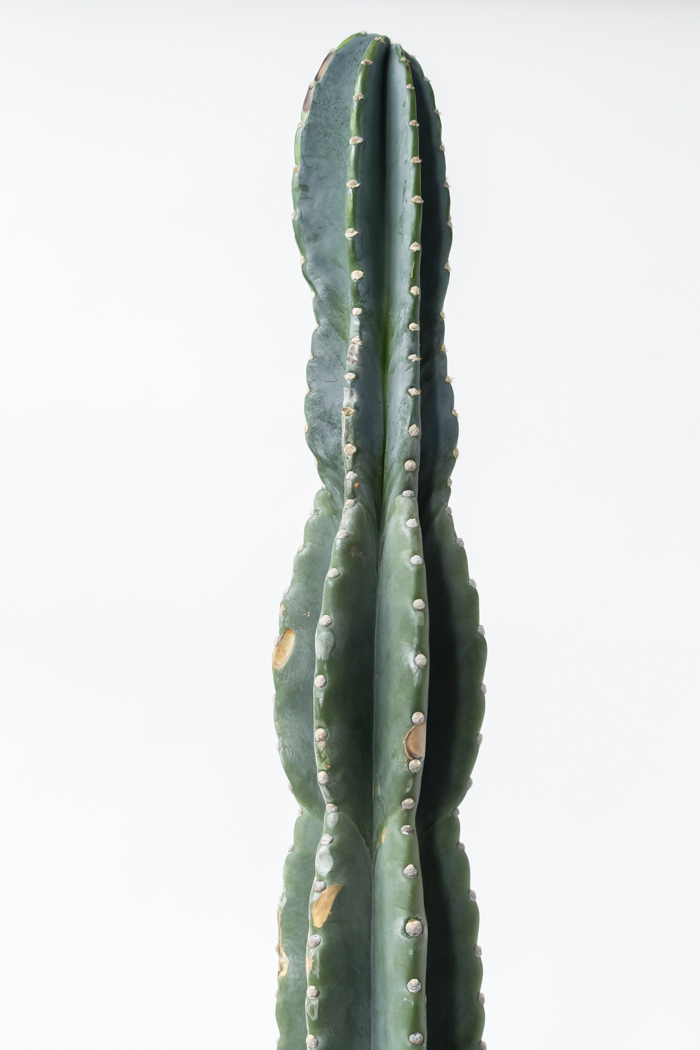 観葉植物 柱サボテン ブランチ 一点もの（A）（10号鉢）の写真12枚目